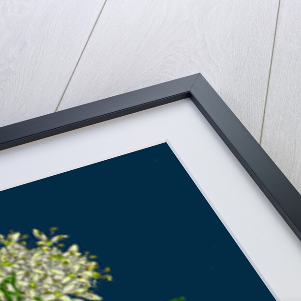 Cornus Sanguinea; Common Dogwood by Anonymous