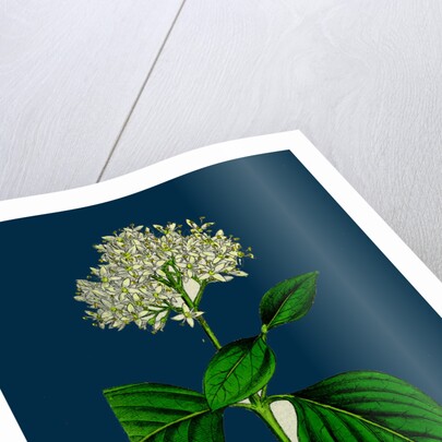 Cornus Sanguinea; Common Dogwood by Anonymous