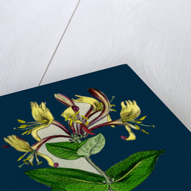 Lonicera Periclymenum; Common Woodbine by Anonymous