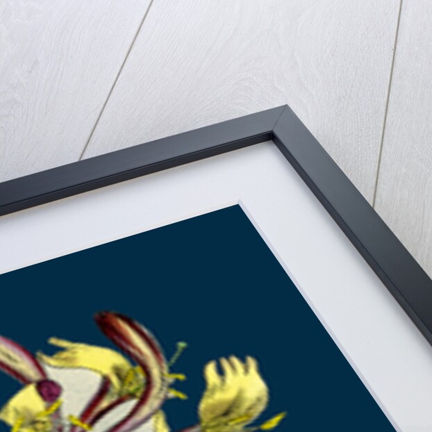 Lonicera Periclymenum; Common Woodbine by Anonymous