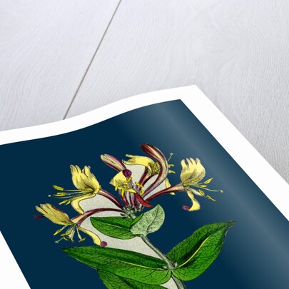 Lonicera Periclymenum; Common Woodbine by Anonymous