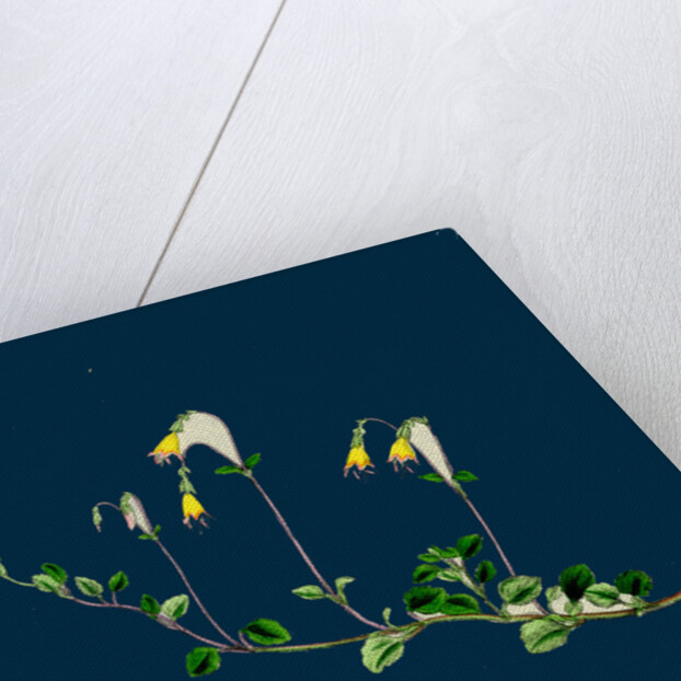 Linnaea Borealis; Two-Flowered Linnaea by Anonymous