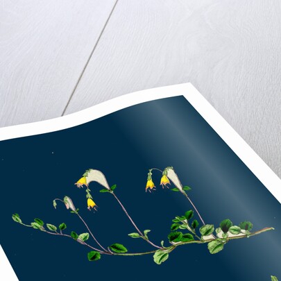 Linnaea Borealis; Two-Flowered Linnaea by Anonymous