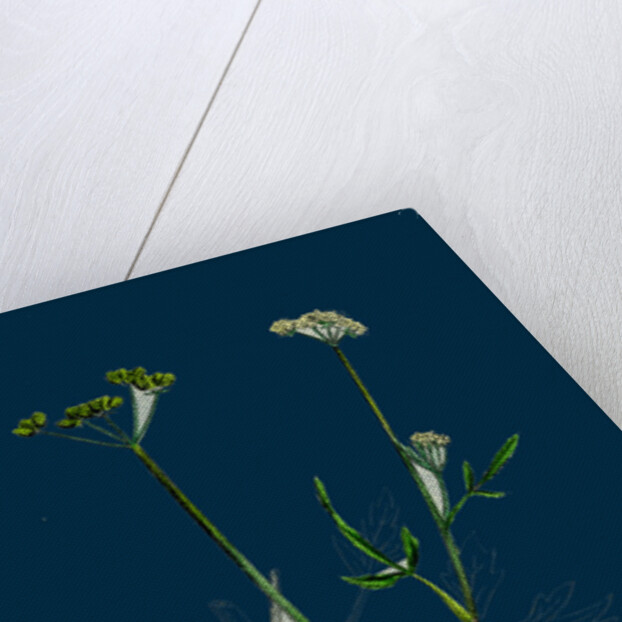 Caucalis Infesta; Field Hedge-Parsley by Anonymous