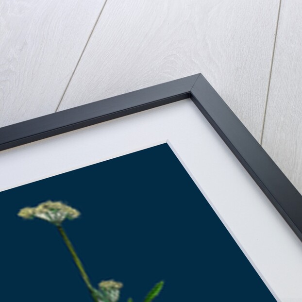 Caucalis Infesta; Field Hedge-Parsley by Anonymous