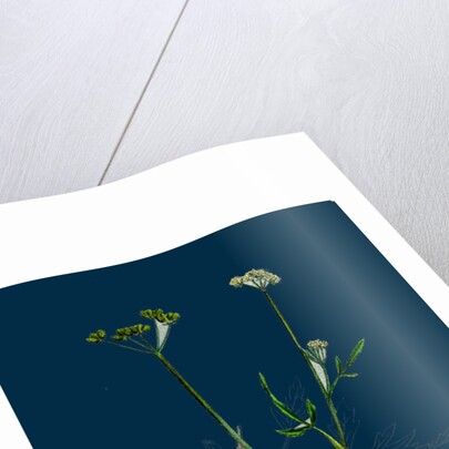 Caucalis Infesta; Field Hedge-Parsley by Anonymous