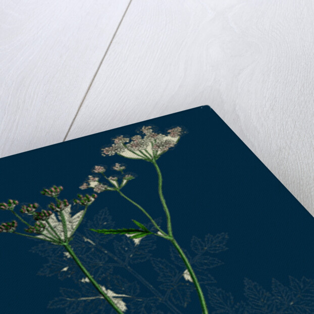 Caucalis Anthriscus; Upright Hedge-Parsley by Anonymous