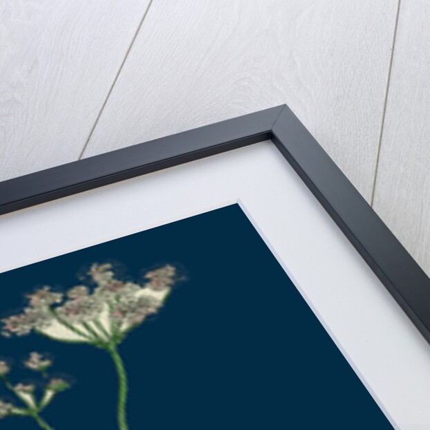 Caucalis Anthriscus; Upright Hedge-Parsley by Anonymous