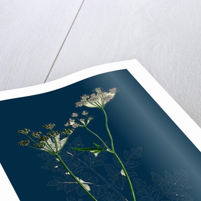 Caucalis Anthriscus; Upright Hedge-Parsley by Anonymous