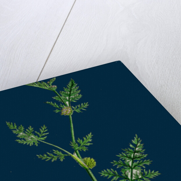 Caucalis Nodosa; Knotted Hedge-Parsley by Anonymous