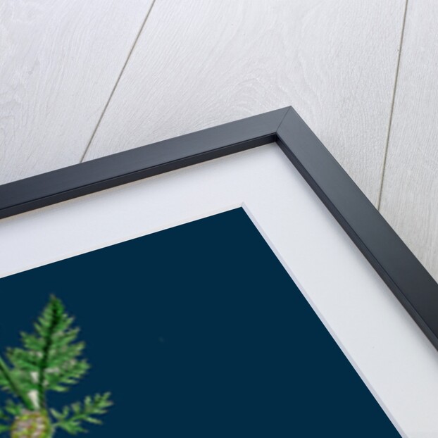 Caucalis Nodosa; Knotted Hedge-Parsley by Anonymous