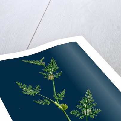 Caucalis Nodosa; Knotted Hedge-Parsley by Anonymous