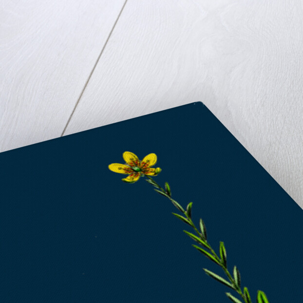 Saxifraga Hirculus; Yellow Marsh Saxifrage by Anonymous