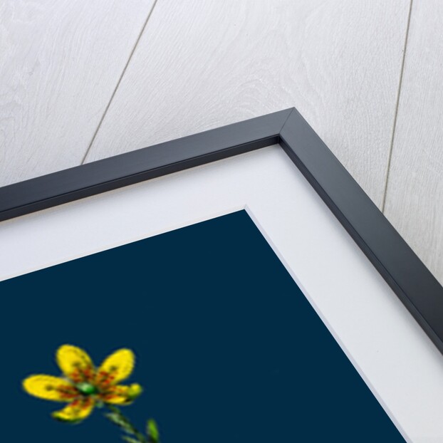 Saxifraga Hirculus; Yellow Marsh Saxifrage by Anonymous