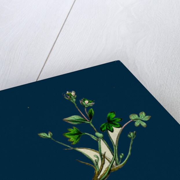 Saxifraga Rivularis; Alpine Brook Saxifrage by Anonymous