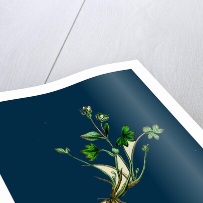 Saxifraga Rivularis; Alpine Brook Saxifrage by Anonymous