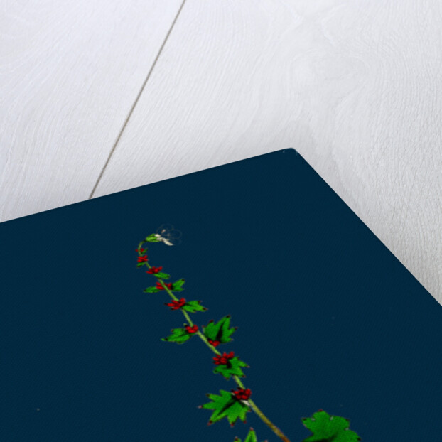 Saxifraga Cernua; Drooping Alpine Saxifrage by Anonymous