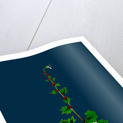 Saxifraga Cernua; Drooping Alpine Saxifrage by Anonymous