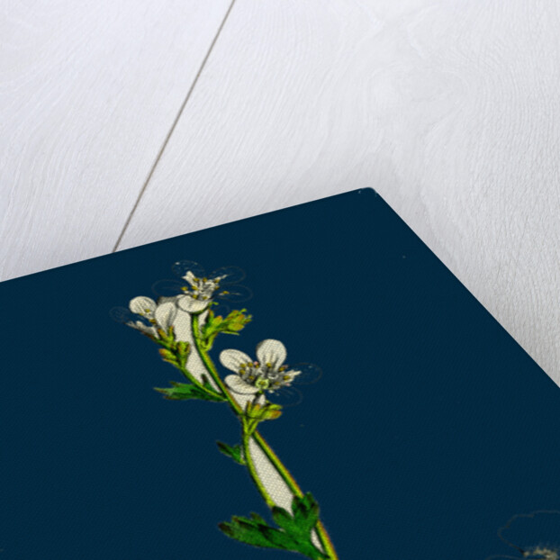 Saxifraga Granulata; White Meadow Saxifrage by Anonymous