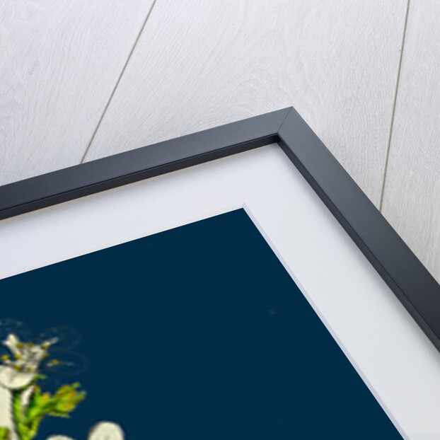 Saxifraga Granulata; White Meadow Saxifrage by Anonymous