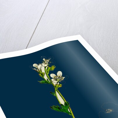 Saxifraga Granulata; White Meadow Saxifrage by Anonymous