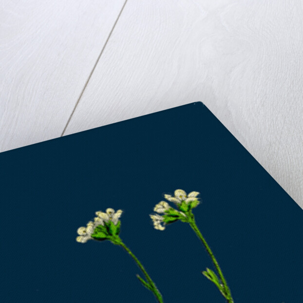 Saxifraga Caespitosa; Tufted Saxifrage by Anonymous