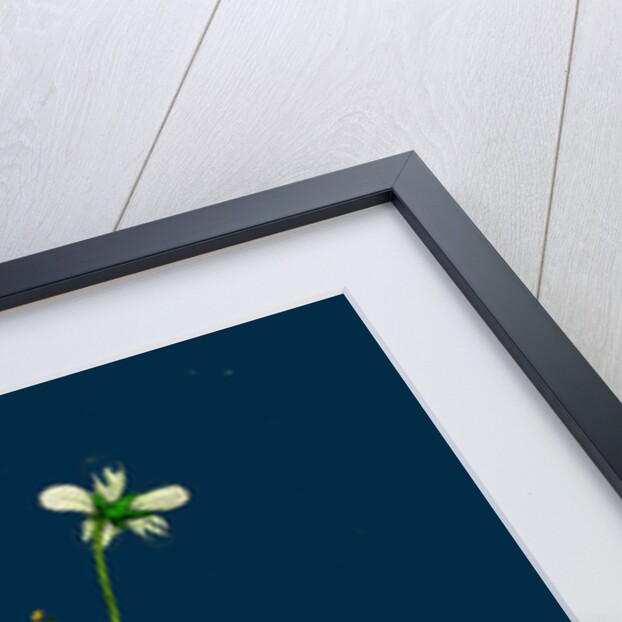 Saxifraga Hirta, Var. Genuina; Irish Mossy Saxifrage, Var. A. by Anonymous