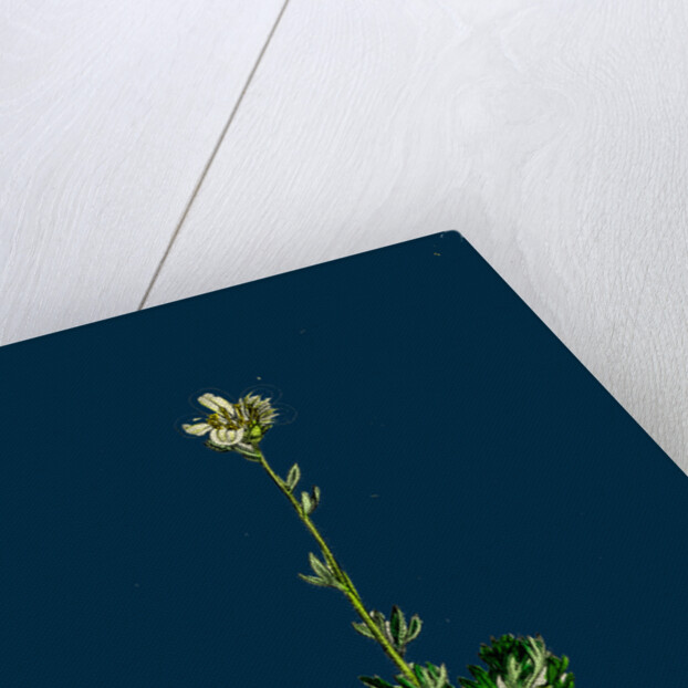 Saxifraga Hirta, Var. Incurvifolia; Irish Mossy Saxifrage, Var. B. by Anonymous