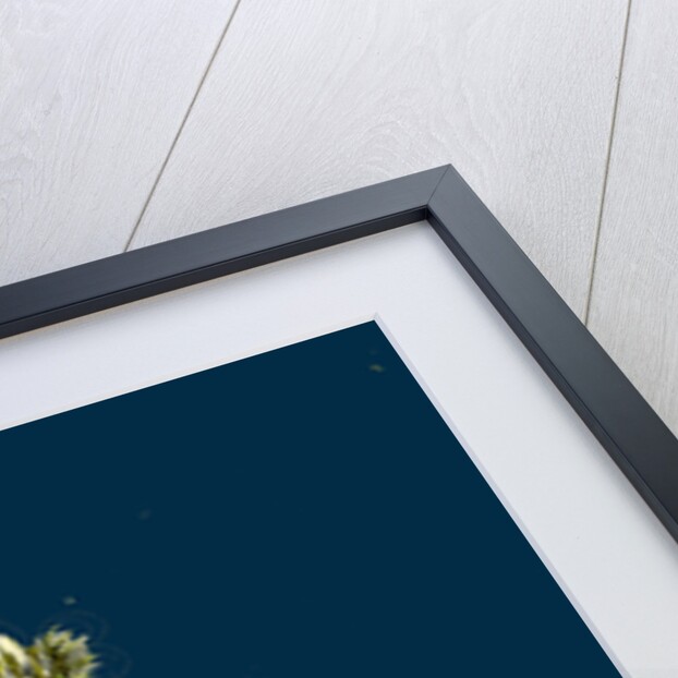 Saxifraga Hirta, Var. Incurvifolia; Irish Mossy Saxifrage, Var. B. by Anonymous