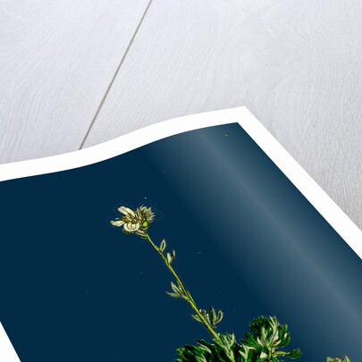 Saxifraga Hirta, Var. Incurvifolia; Irish Mossy Saxifrage, Var. B. by Anonymous