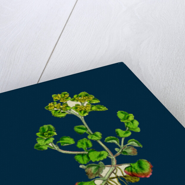 Chrysosplenium Oppositifolium; Opposite-Leaved Golden-Saxifrage by Anonymous