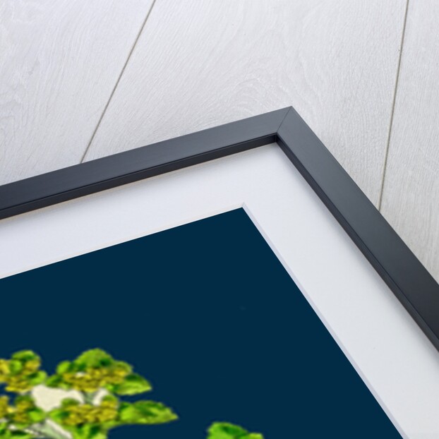 Chrysosplenium Oppositifolium; Opposite-Leaved Golden-Saxifrage by Anonymous