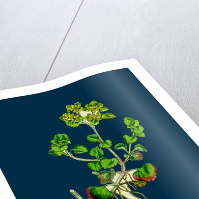 Chrysosplenium Oppositifolium; Opposite-Leaved Golden-Saxifrage by Anonymous