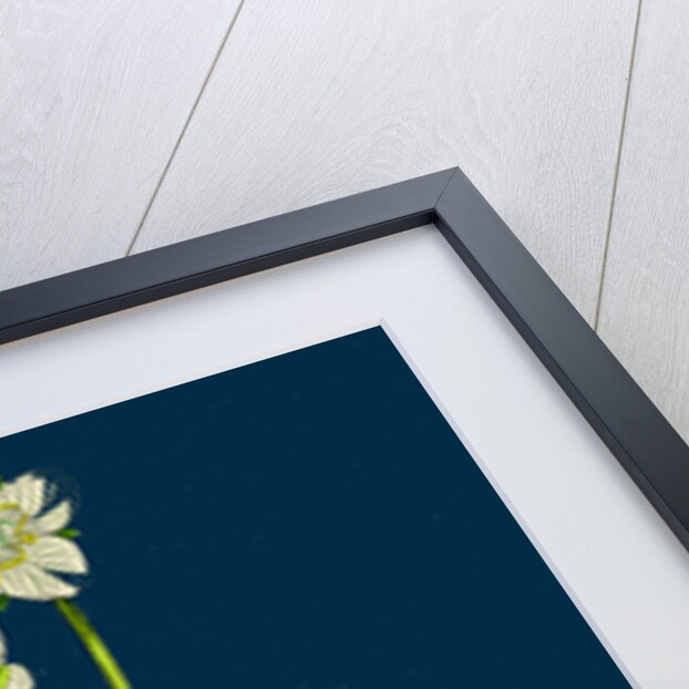 Parnassia Palustris; Grass-of-Parnassus by Anonymous