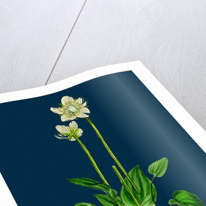 Parnassia Palustris; Grass-of-Parnassus by Anonymous