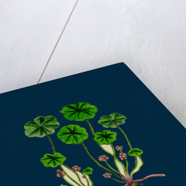 Hydrocotyle Vulgaris; Marsh Pennywort by Anonymous