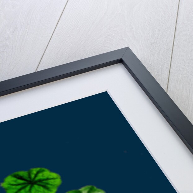 Hydrocotyle Vulgaris; Marsh Pennywort by Anonymous