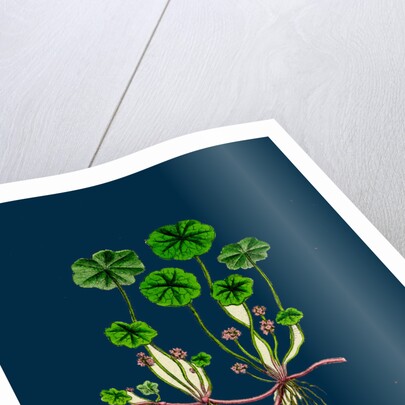 Hydrocotyle Vulgaris; Marsh Pennywort by Anonymous