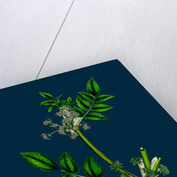 Helosciadium Nodiflorum; Procumbent Water-Parsnip by Anonymous