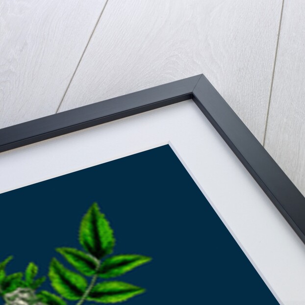 Helosciadium Nodiflorum; Procumbent Water-Parsnip by Anonymous