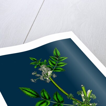 Helosciadium Nodiflorum; Procumbent Water-Parsnip by Anonymous