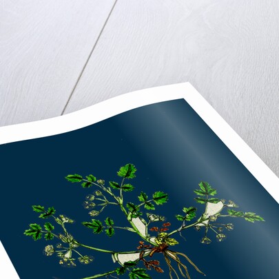 Helosciadium Nodiflorum, Var. Repens; Procumbent Water-Parsnip, Var. B. by Anonymous