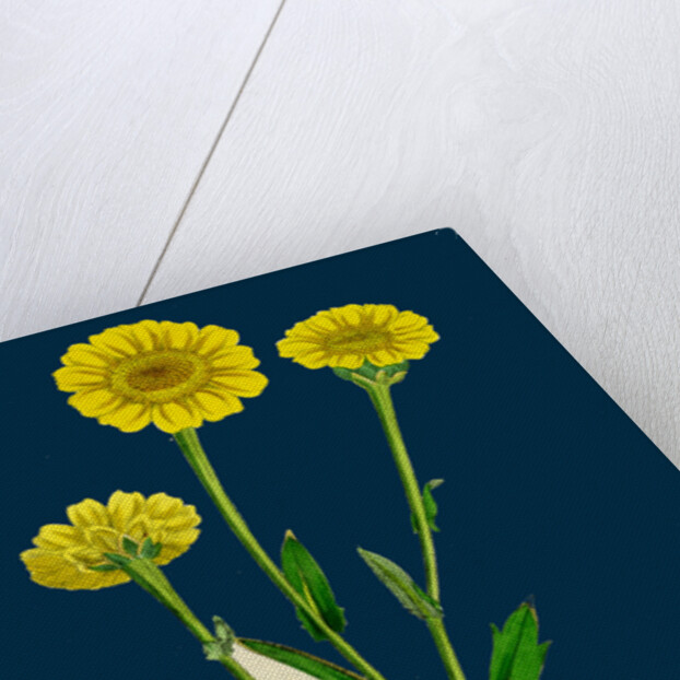 Chrysanthemum Segetum; Corn Marigold by Anonymous