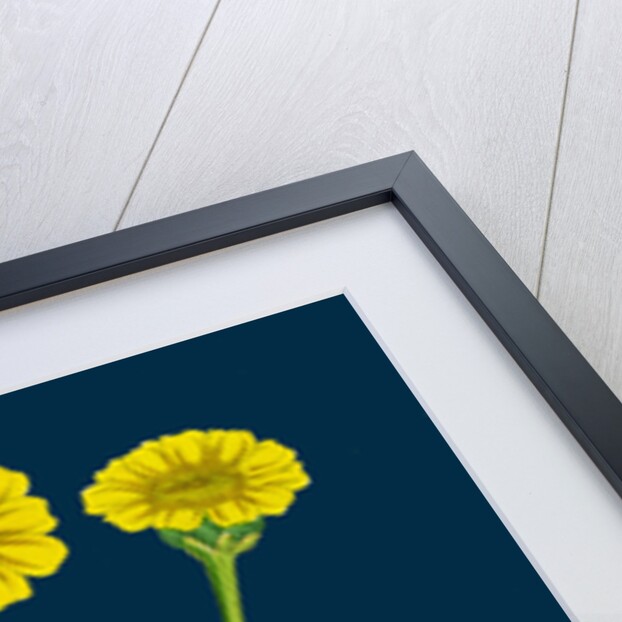 Chrysanthemum Segetum; Corn Marigold by Anonymous