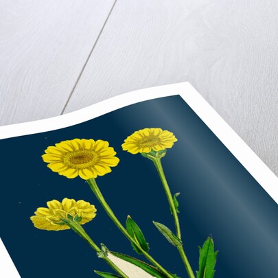 Chrysanthemum Segetum; Corn Marigold by Anonymous