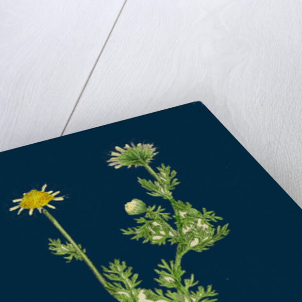 Chrysanthemum Inodorum, Var. Maritimum; Scentless Mayweed, Var. B. by Anonymous