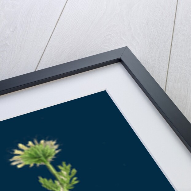 Chrysanthemum Inodorum, Var. Maritimum; Scentless Mayweed, Var. B. by Anonymous