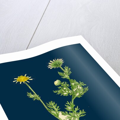 Chrysanthemum Inodorum, Var. Maritimum; Scentless Mayweed, Var. B. by Anonymous