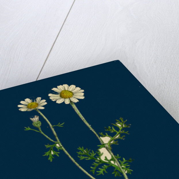 Anthemis Cotula; Stinking Mayweed by Anonymous