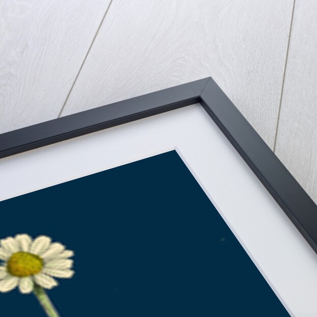 Anthemis Cotula; Stinking Mayweed by Anonymous